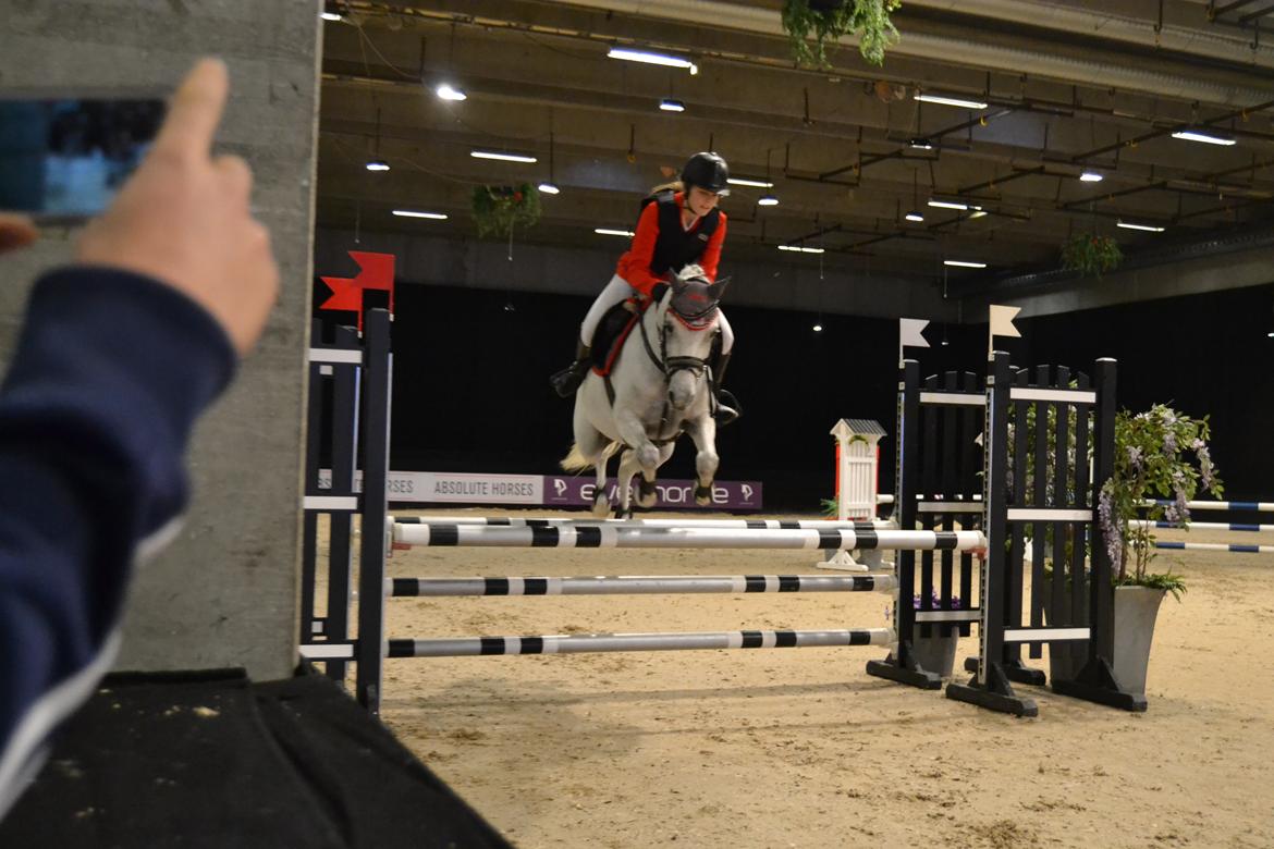 Welsh Pony (sec B) Kirkelodgaard's milton billede 14