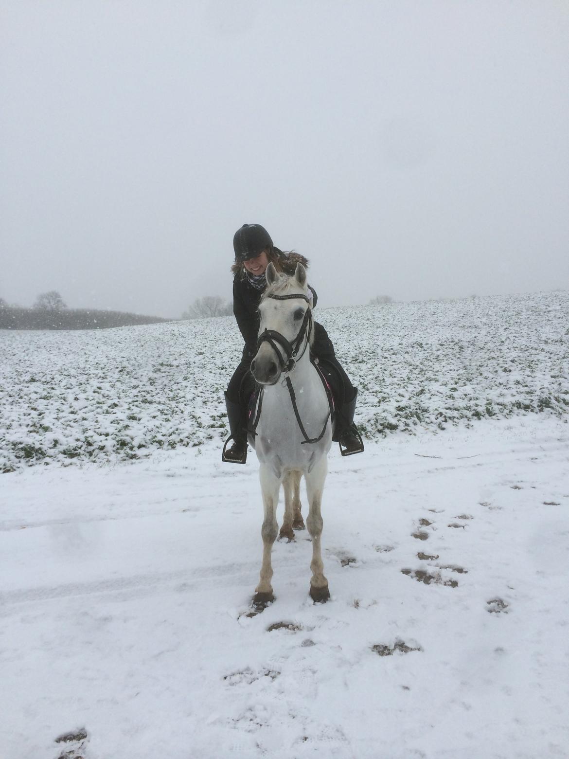 Welsh Pony (sec B) Kirkelodgaard's milton billede 15