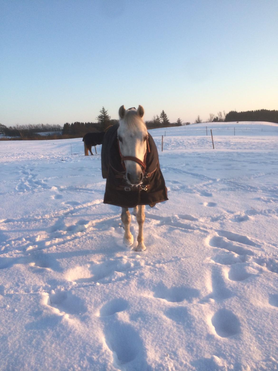 Welsh Pony (sec B) Kirkelodgaard's milton billede 19