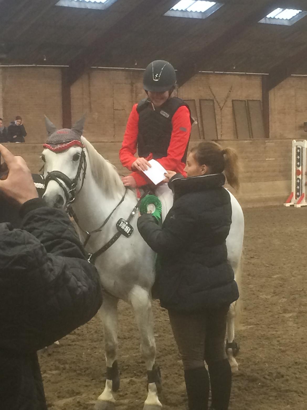 Welsh Pony (sec B) Kirkelodgaard's milton billede 17