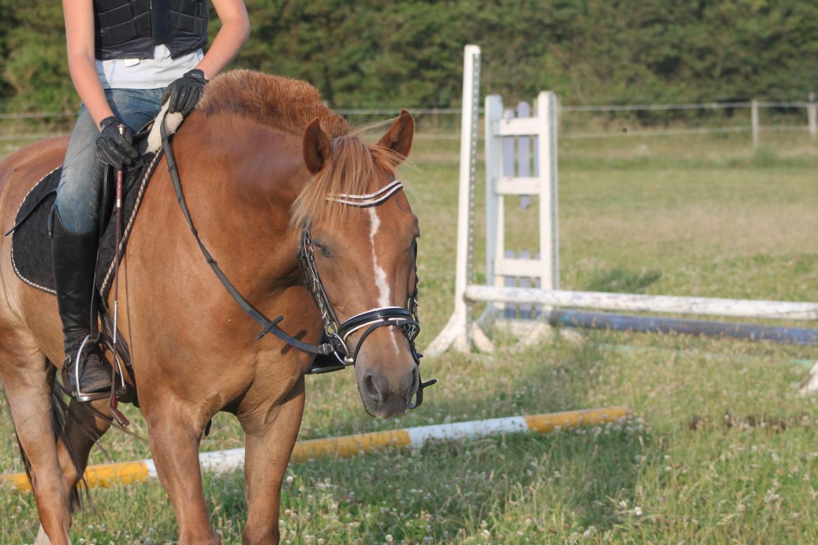 New Forest Dionysos Dyrekjær ~Zeus~ *udlån* - Sommeren 2014<3 Foto: Lisa Limbreht billede 18