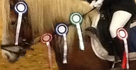 Haflinger Lausdalens Lukas SOLGT ;-( billede 6