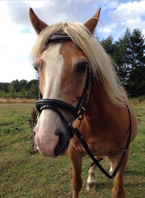 Haflinger Lausdalens Lukas SOLGT ;-( billede 7