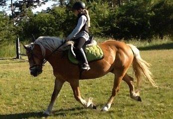 Haflinger Lausdalens Lukas SOLGT ;-( billede 10