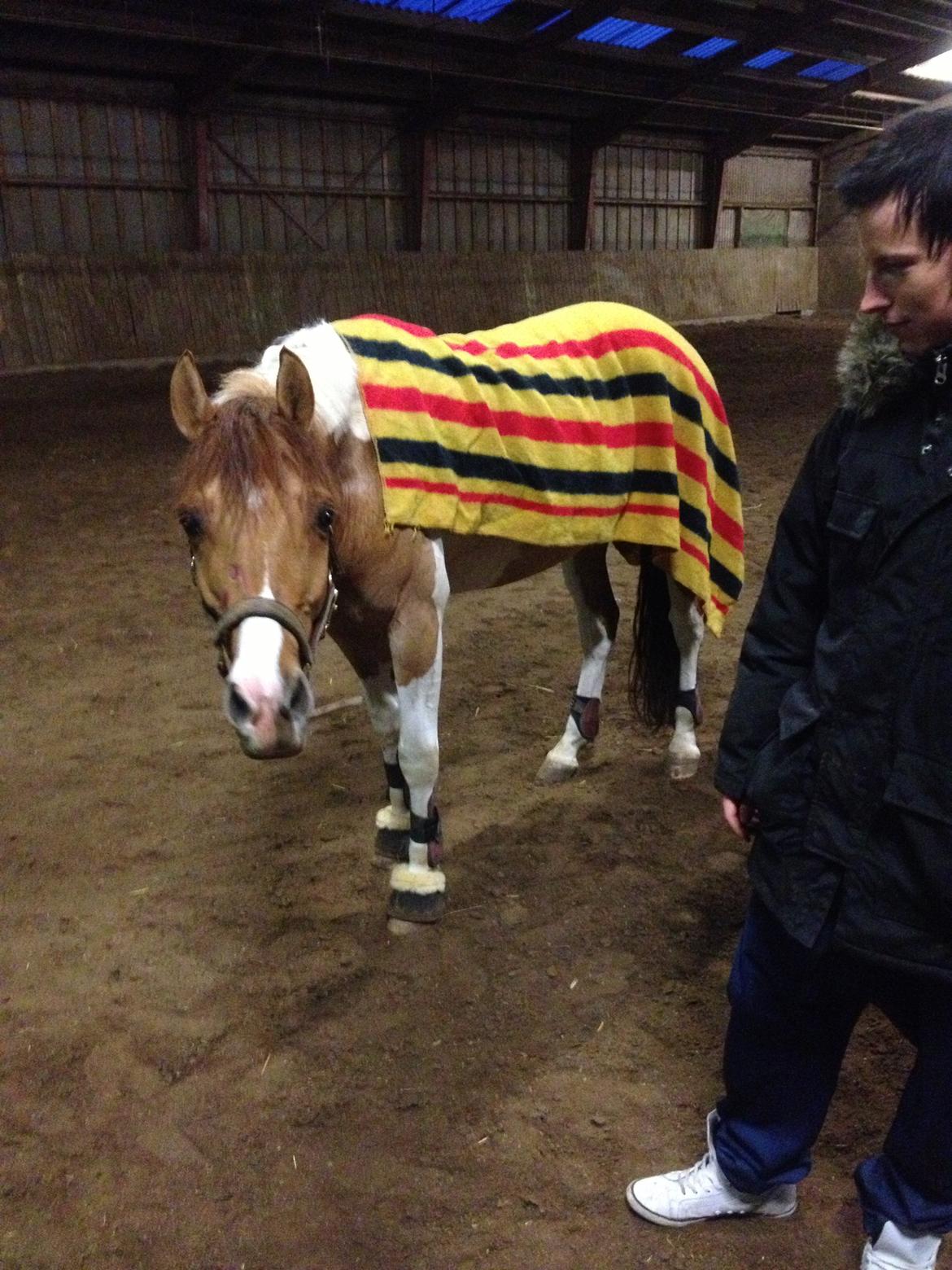 Anden særlig race Scirocco billede 17