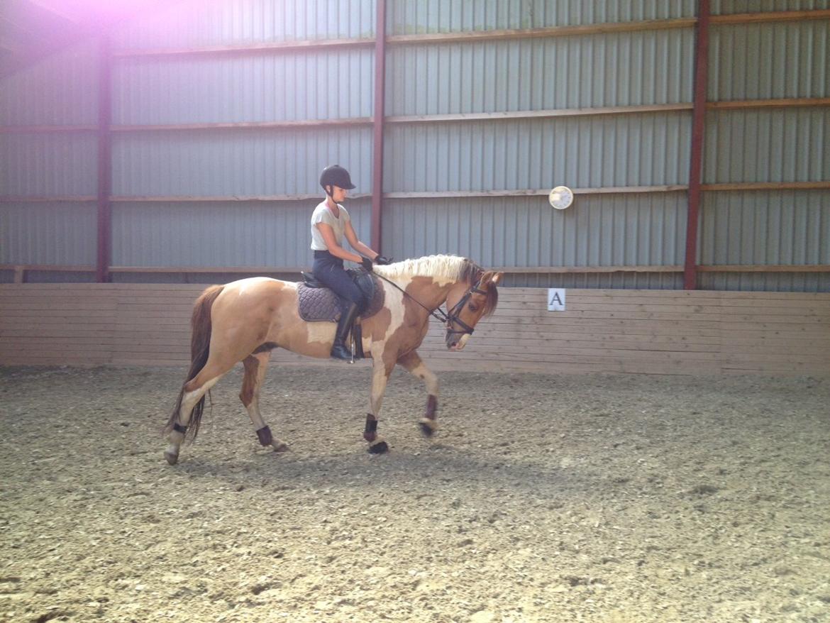 Anden særlig race Scirocco billede 20