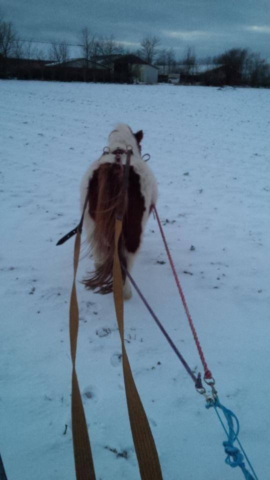 Miniature Bella billede 2