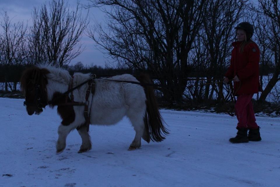 Miniature Bella billede 5