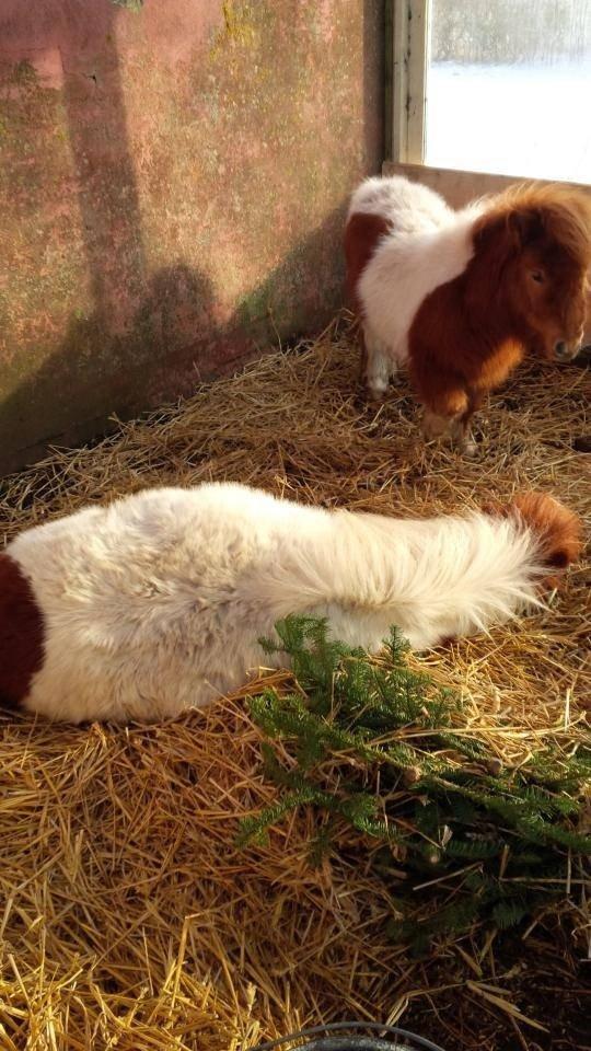 Miniature Bella billede 7