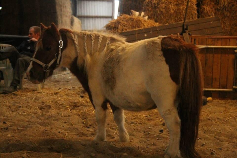 Miniature Bella billede 8