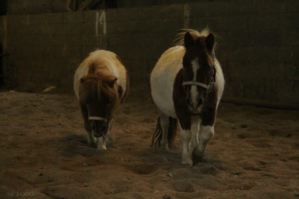 Miniature Bella billede 9