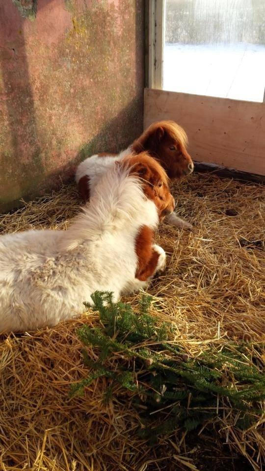 Miniature Bella billede 10