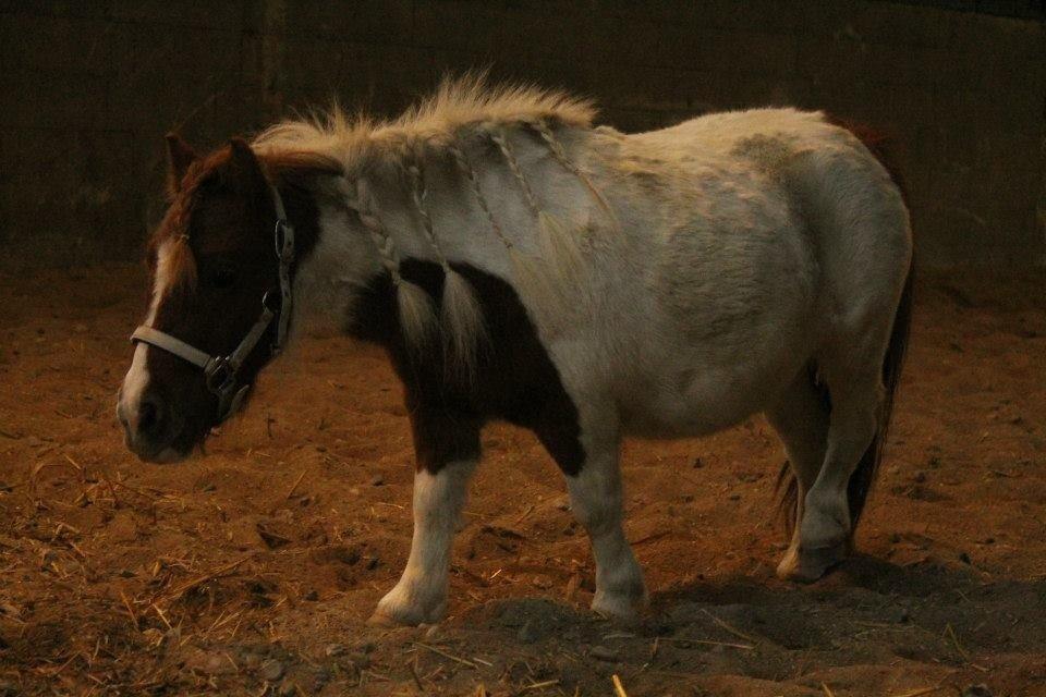 Miniature Bella billede 11