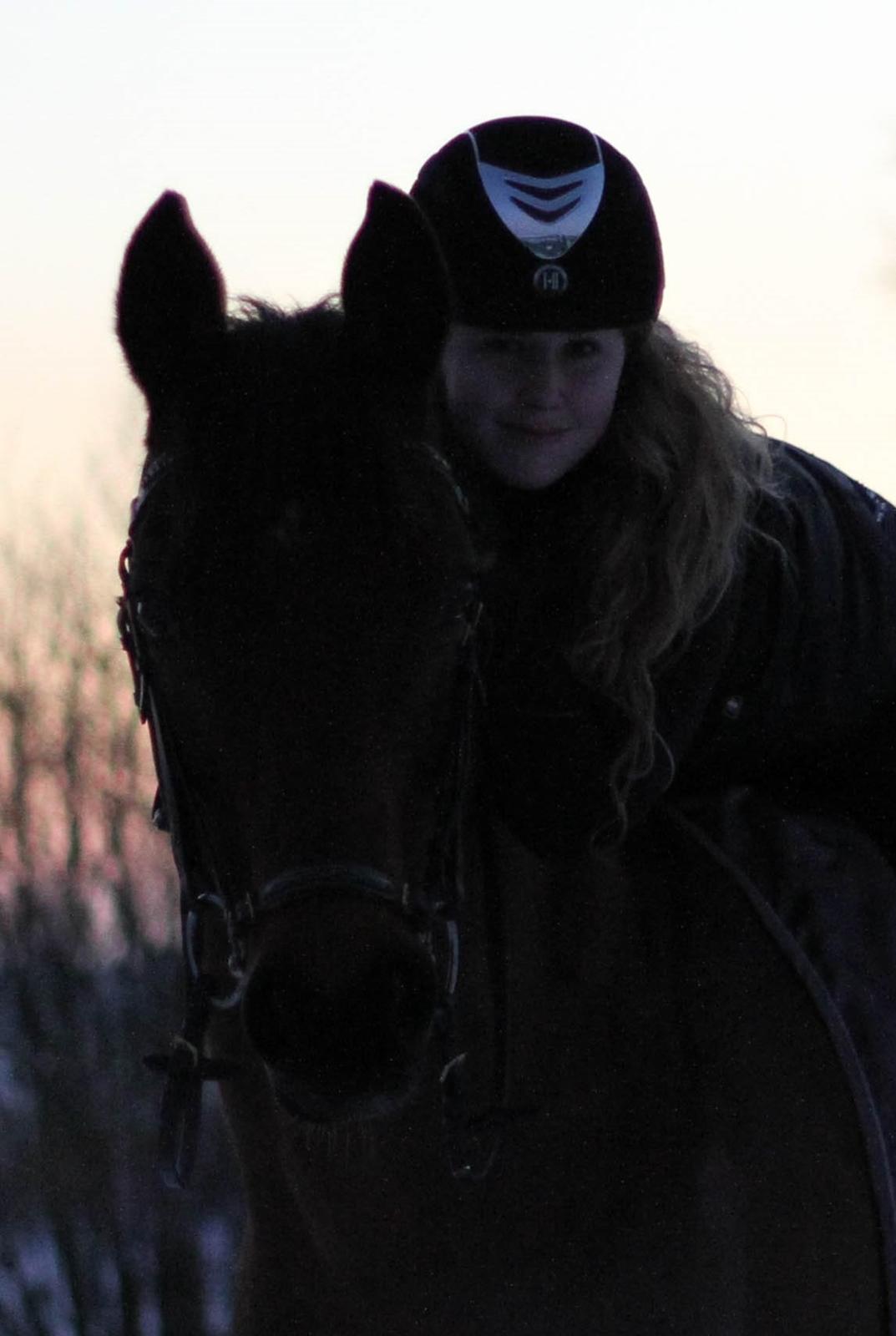 Dansk Varmblod Carismo billede 7