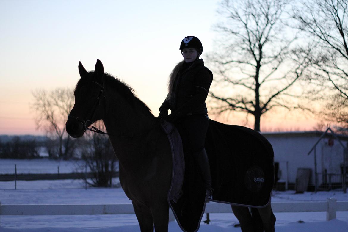 Dansk Varmblod Carismo billede 14