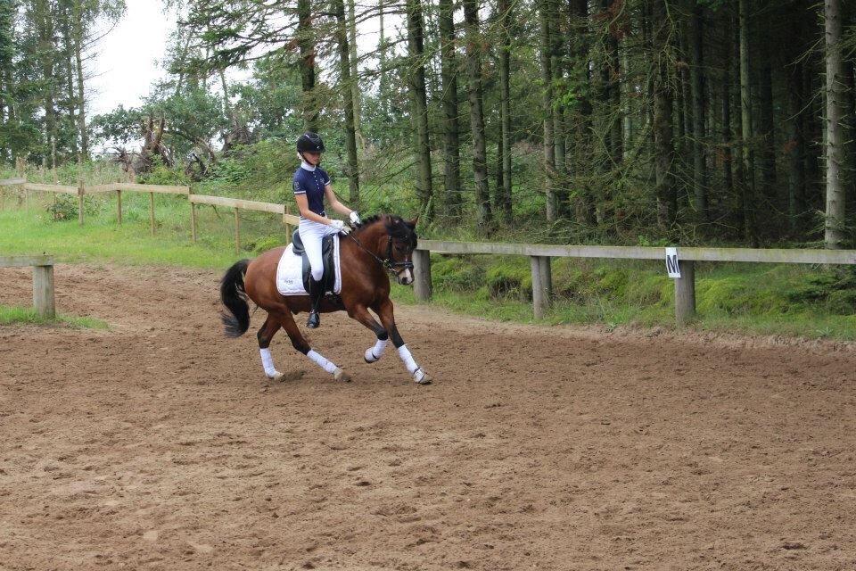 Knabstrupper Thrysøes Heimdal billede 1