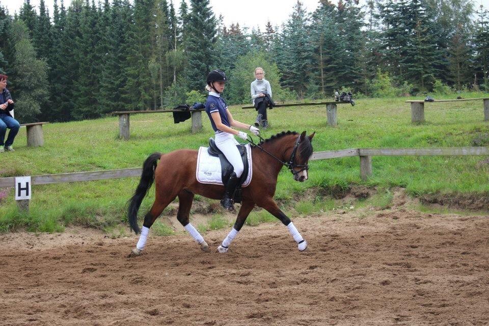 Knabstrupper Thrysøes Heimdal billede 2