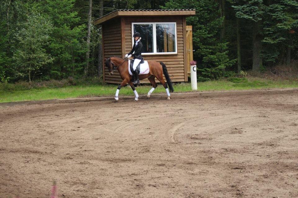 Knabstrupper Thrysøes Heimdal billede 3