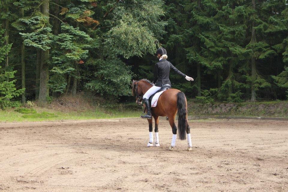 Knabstrupper Thrysøes Heimdal billede 10