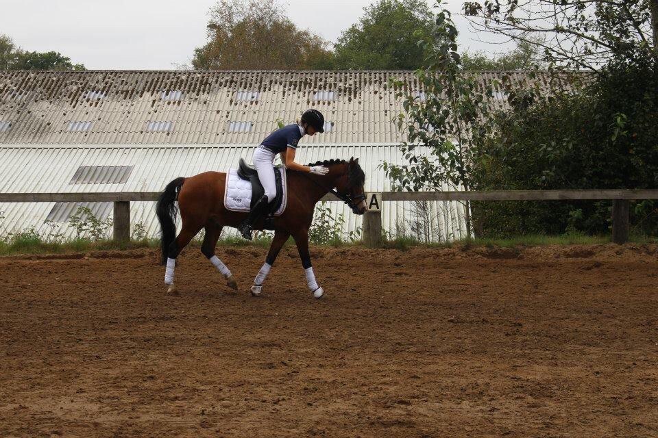 Knabstrupper Thrysøes Heimdal billede 11