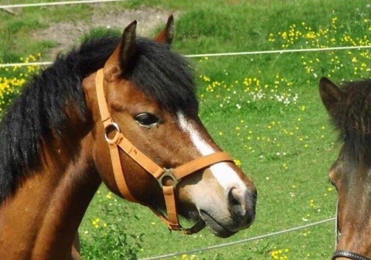 Knabstrupper Thrysøes Heimdal billede 4