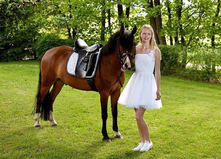 Knabstrupper Thrysøes Heimdal billede 5