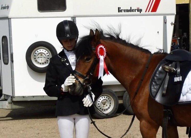 Knabstrupper Thrysøes Heimdal billede 9