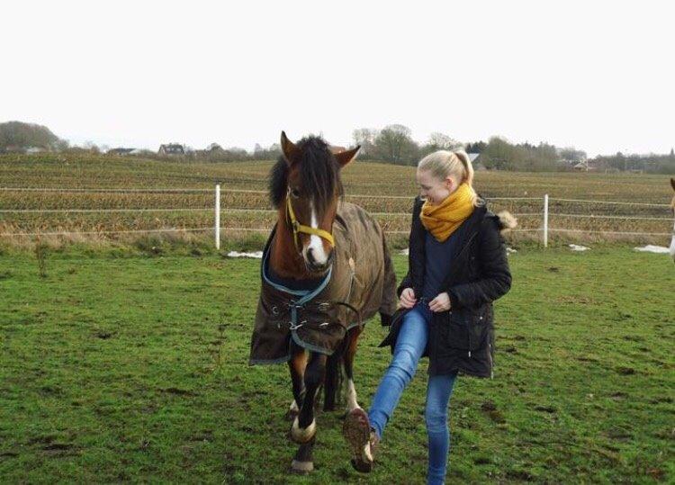 Knabstrupper Thrysøes Heimdal billede 12