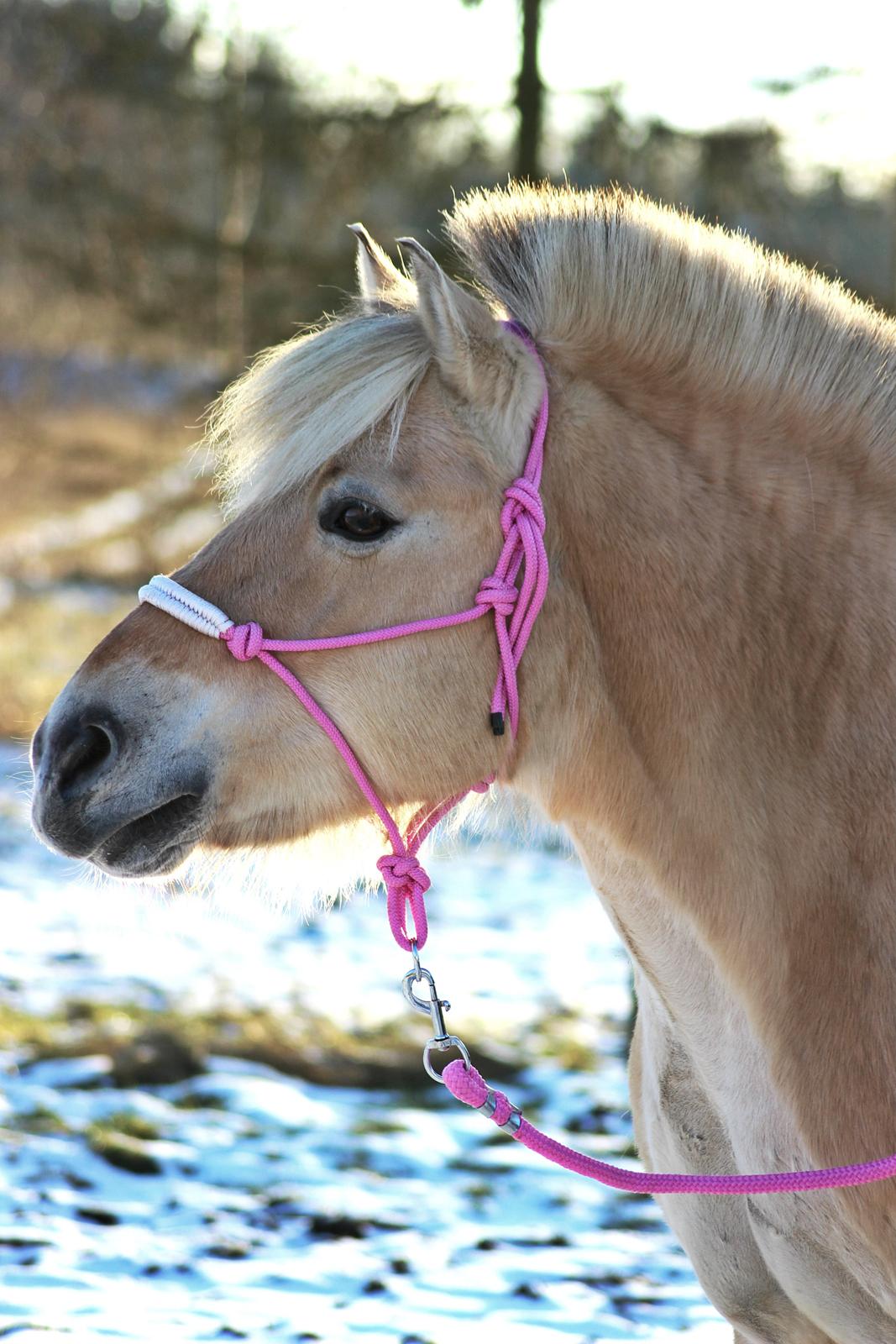 Fjordhest - Mosegårdens Fjotte {Pottski} - 05/02/2015 ♥ billede 1