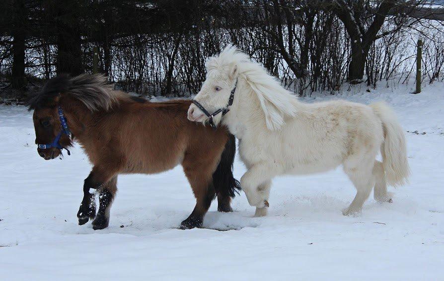 Amerikansk Miniature Marielund's Incredible *AVLSHINGST* billede 20