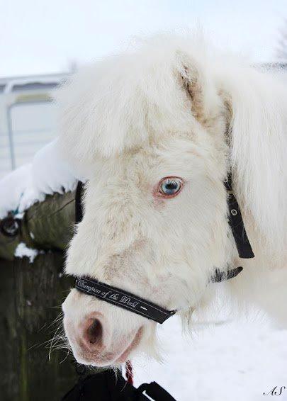 Amerikansk Miniature Marielund's Incredible *AVLSHINGST* billede 9