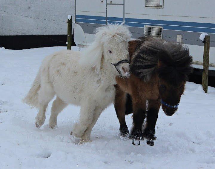 Amerikansk Miniature Marielund's Incredible *AVLSHINGST* billede 21