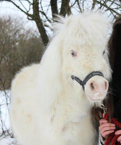 Amerikansk Miniature Marielund's Incredible *AVLSHINGST* billede 17