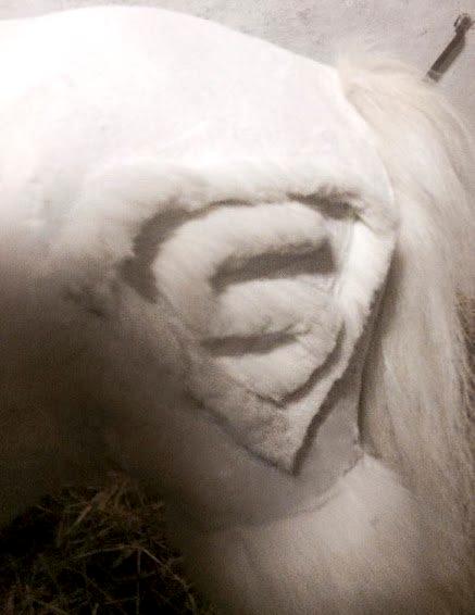 Amerikansk Miniature Marielund's Incredible *AVLSHINGST* billede 19