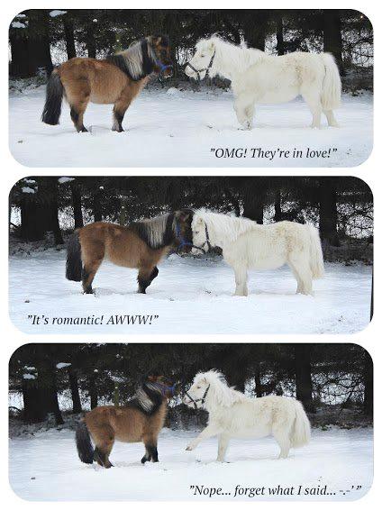 Amerikansk Miniature Marielund's Incredible *AVLSHINGST* billede 18