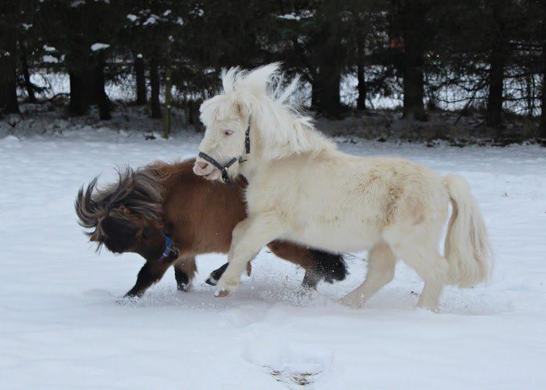 Amerikansk Miniature Marielund's Incredible *AVLSHINGST* billede 11