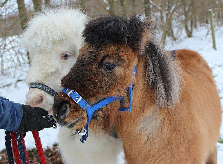 Amerikansk Miniature Marielund's Incredible *AVLSHINGST* billede 23