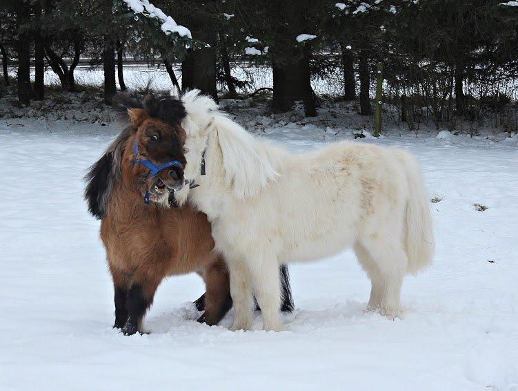 Amerikansk Miniature Marielund's Incredible *AVLSHINGST* billede 22