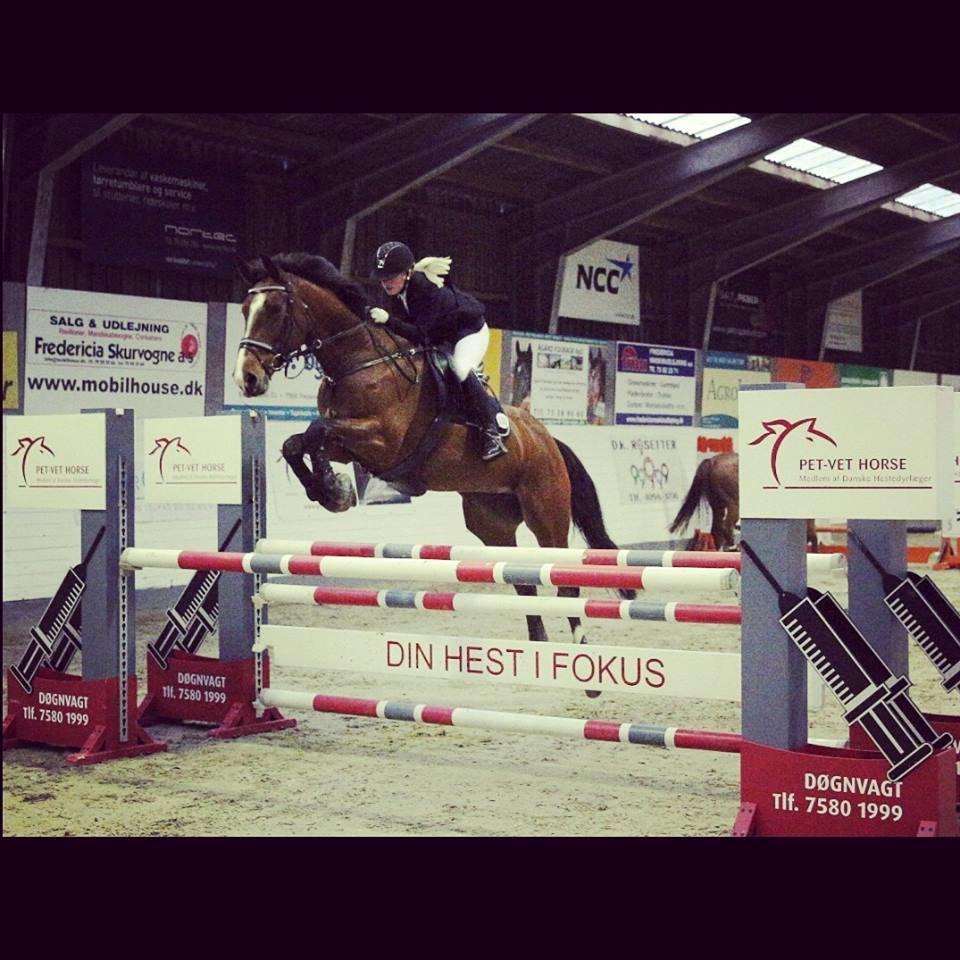 Dansk Varmblod Nykjærs Libelle billede 10