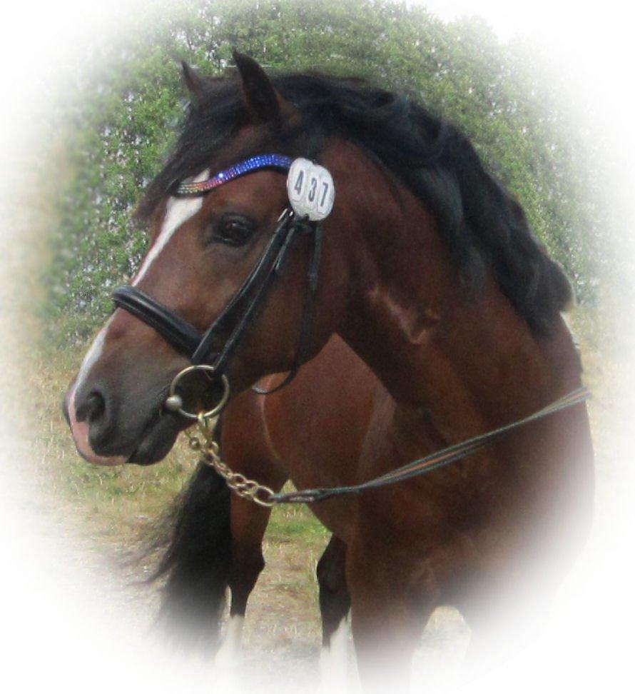 Welsh Pony af Cob-type (sec C) Rytterbjergets Discovery - B pony - Smukke model billede 1