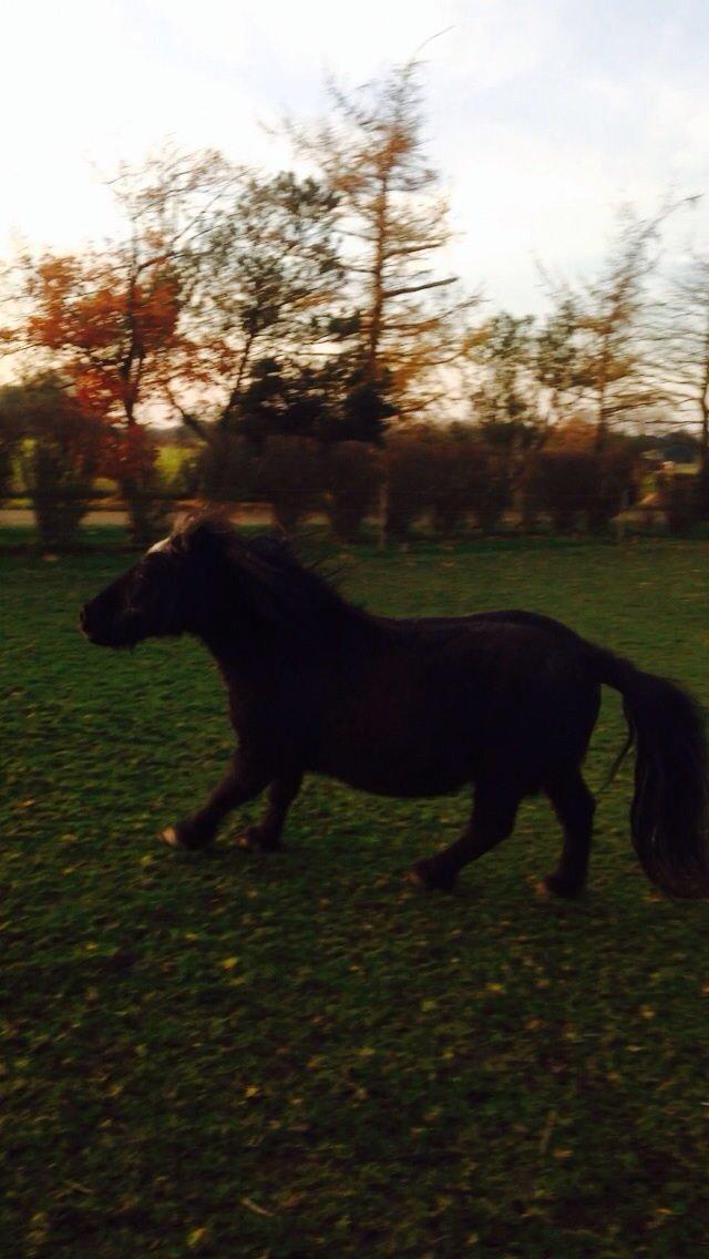 Shetlænder ~Tøsen~ min lille madonna<3 billede 10