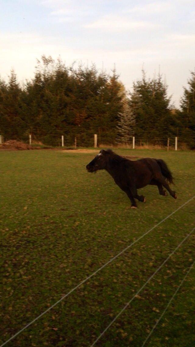 Shetlænder ~Tøsen~ min lille madonna<3 billede 11