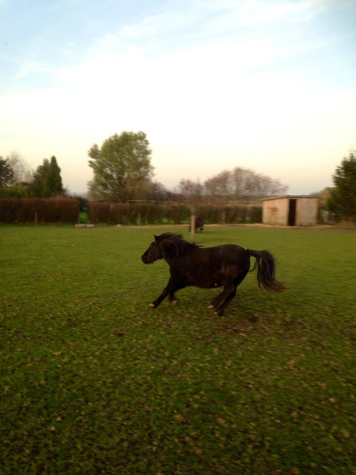 Shetlænder ~Tøsen~ min lille madonna<3 billede 12