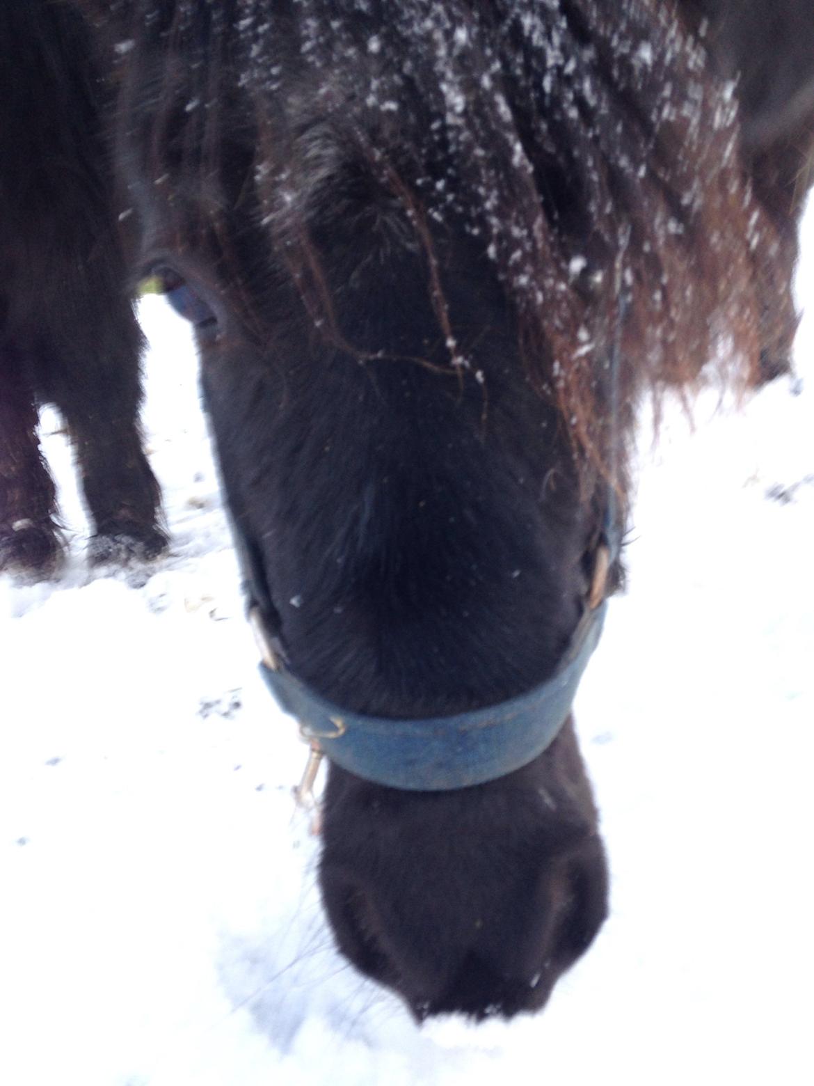 Shetlænder ~Tøsen~ min lille madonna<3 billede 13