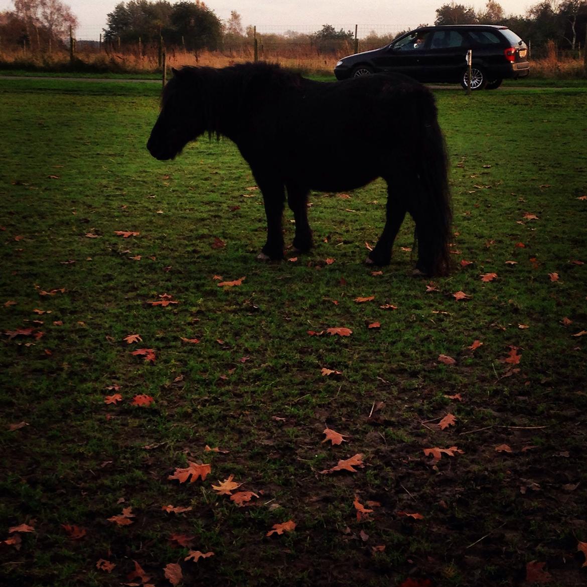 Shetlænder ~Tøsen~ min lille madonna<3 billede 14
