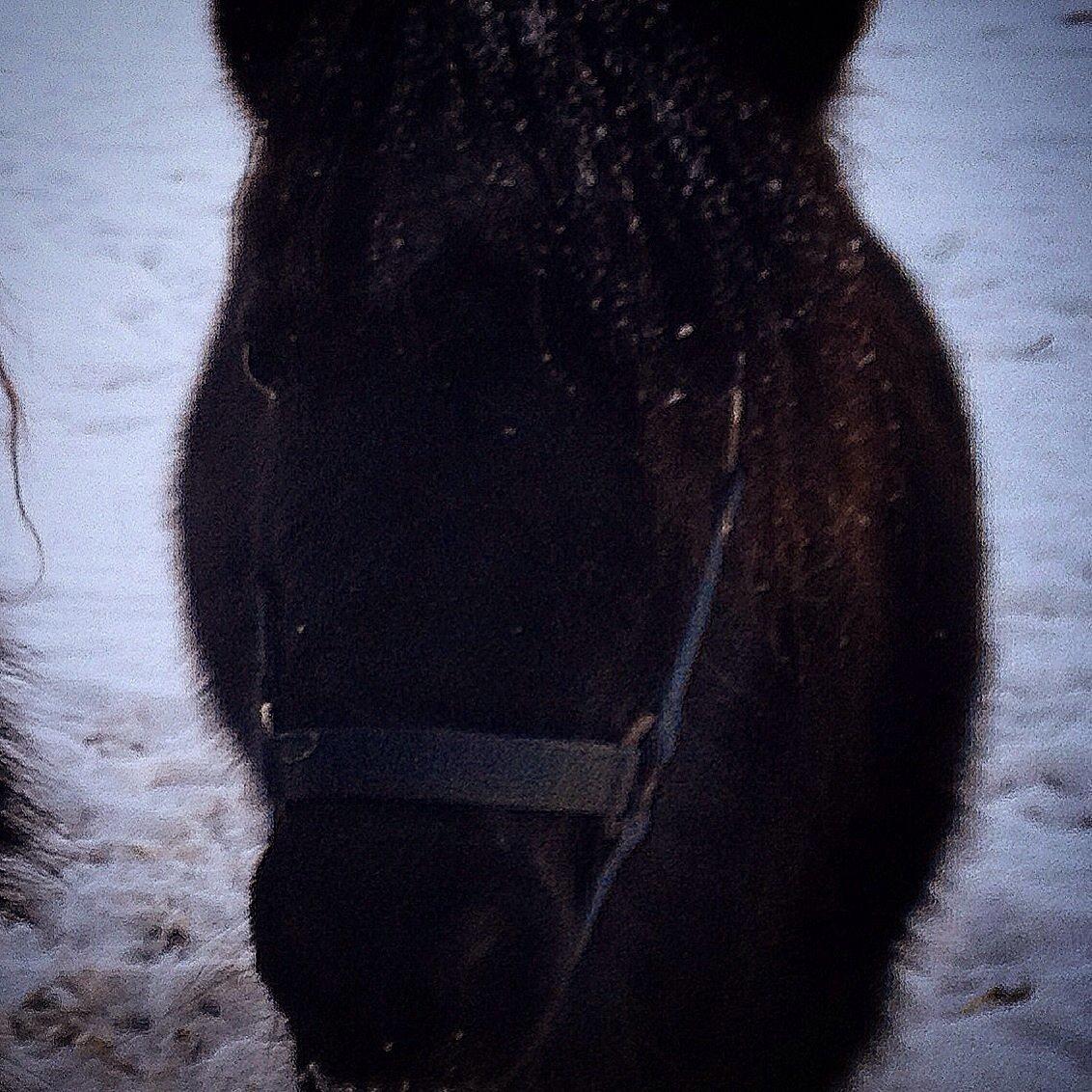 Shetlænder ~Tøsen~ min lille madonna<3 billede 16