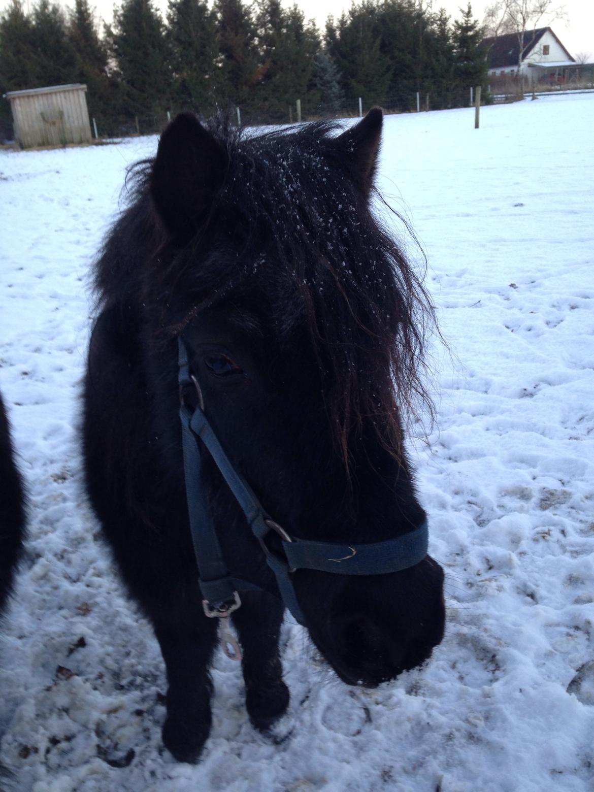 Shetlænder ~Tøsen~ min lille madonna<3 billede 17