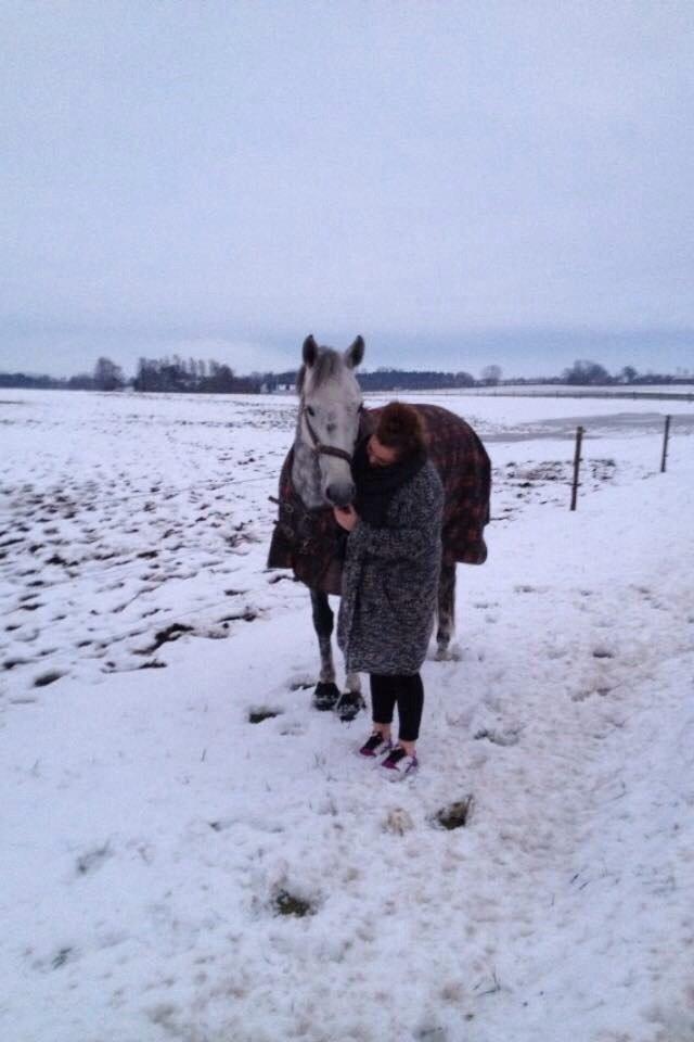 Dansk Varmblod Enegaardens Bijou (Solgt til Norge) billede 19