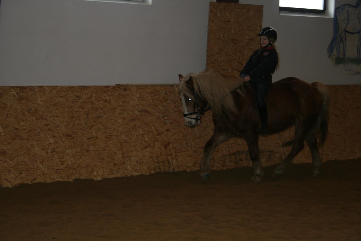 Haflinger Lausdalens Lukas SOLGT ;-( billede 15