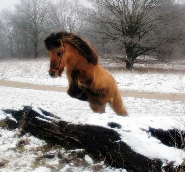 Islænder Solfari fra højen billede 1